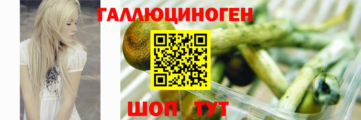 Владивосток  Псилоцибиновые грибы Psilocybine cubensis  Вход с VPN 